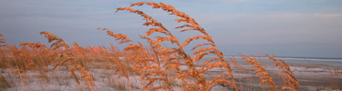 Sea oats capture the golden color of the sunset.