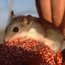 Perdido Key beach mouse