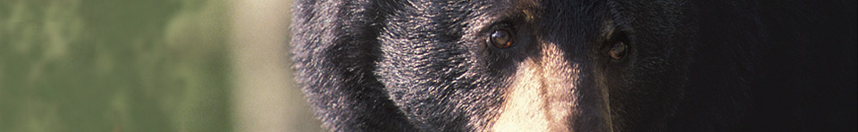 Approximately 1,500 black bears live in the national park.