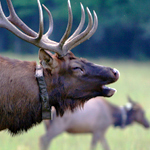 Elk have been reintroduced to the park.