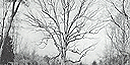 Picture of the Boundary Oak Tree Picture of the Boundary Oak Tree