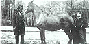 A picture of Old Bob, a horse owned by President Lincoln A picture of Old Bob, a horse owned by President Lincoln