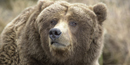 A mature male Alaskan brown bear may weigh up to 900 pounds! A mature male Alaskan brown bear may weigh up to 900 pounds!