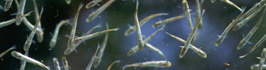 Salmon Fry