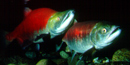 When spawning, male sockeye salmon develop a brilliant red color and distinctive hump. When spawning, male sockeye salmon develop a brilliant red color and distinctive hump.