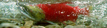 Sockeye Salmon in Spawning Colors