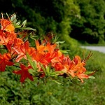 Flame Azalea along the Parkway