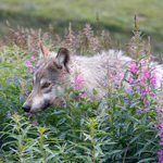A wolf in a patch of fireweed