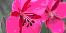 A bright purple/pink flower called Dwarf Fireweed A bright purple/pink flower called Dwarf Fireweed