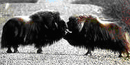 Two male musk oxen budding heads in the middle of the Kougarok Road in Nome, Alaska. Two male musk oxen budding heads in the middle of the Kougarok Road in Nome, Alaska.