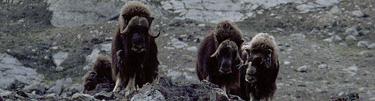 Musk oxen standing on a rocky hill top.