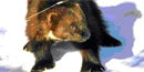 A wolverine wandering around in the snow A wolverine wandering around in the snow