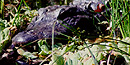 Alligator in the swamp. Alligator in the swamp.