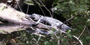 Alligator in the swamp. Alligator in the swamp.