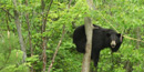 Bear in a tree. Bear in a tree.