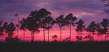 Sunset in pinelands.