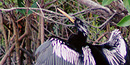 An anhinga drying its wings. An anhinga drying its wings.
