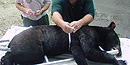 Researchers gather data from a bear that was removed as a nuisance. Researchers gather data from a bear that was removed as a nuisance.