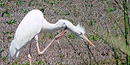 A great white heron scratches its neck. Notice the color of the legs. A great white heron scratches its neck. Notice the color of the legs.