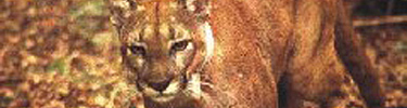 Florida Panthers, one of the endangered species found within the preserve.