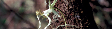 The ghost orchid (Dendrophylax lindenii) is one of the rare epiphytic orchids found in Southwest Florida.