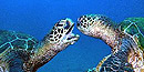 two green sea turtles two green sea turtles