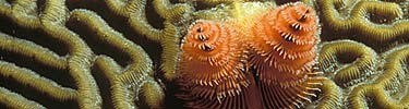 Christmas tree worm on brain coral
