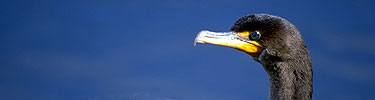 cormorant