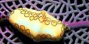 Flamingo Tongue Snail Flamingo Tongue Snail