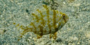 Grass porgy photo by Carol Grant Grass porgy photo by Carol Grant