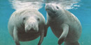 manatees manatees