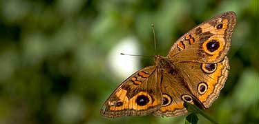 Mangrove buckeye butterfly