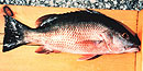 Mangrove Snapper Mangrove Snapper