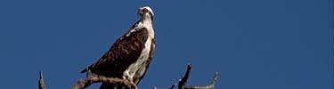 osprey