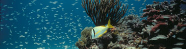 porkfish on coral reef