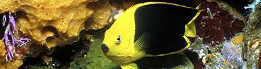 Rock beauty angelfish