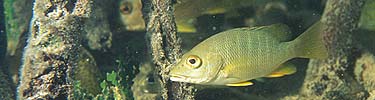 Schoolmaster snapper hides in red mangrove roots.