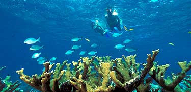 Snorkelers explore Elkhorn Reef