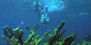 A snorkeler dives down over elkhorn coral. A snorkeler dives down over elkhorn coral.