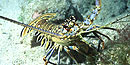 Caribbean Spiny Lobster Caribbean Spiny Lobster