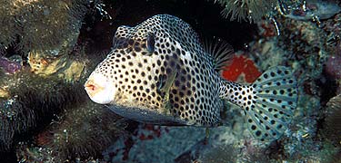 spotted trunkfish