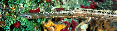 trumpetfish