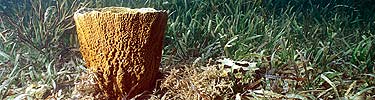 vase sponge in seagrass meadow