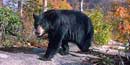 Black bear now live in and around Big South Fork. Black bear now live in and around Big South Fork.