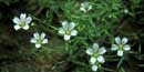 Cumberland sandwort Cumberland sandwort