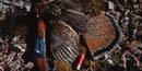 Hunting is allowed in Big South Fork Hunting is allowed in Big South Fork