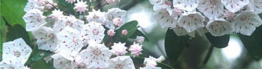 Mountain Laurel blooming in the spring.