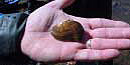 Freshwater mussel found in Big South Fork River Freshwater mussel found in Big South Fork River