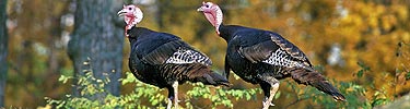 Two wild turkeys standing in the woods.