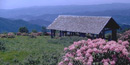 Catawba rhododendron at Craggy Gardens Catawba rhododendron at Craggy Gardens